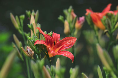 Close-up of red flower