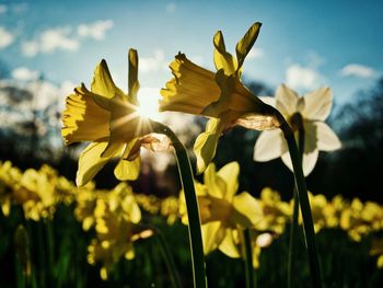 Close-up of yellow flowering plant on field against sky