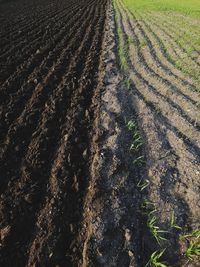 High angle view of crops on field