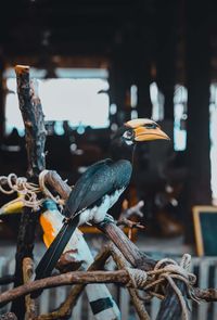 Close-up of bird perching on wood