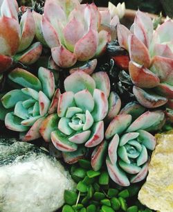 Full frame shot of green leaves