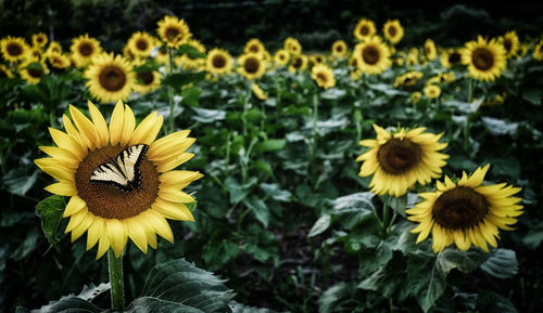 Butterfly feeding on sunflower