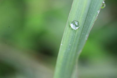 Close-up of wet grass