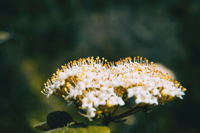 Close-up of white flowering plant