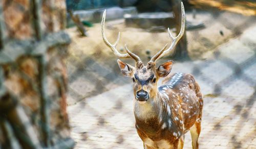 Close-up of deer