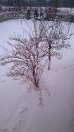 Bare trees in water