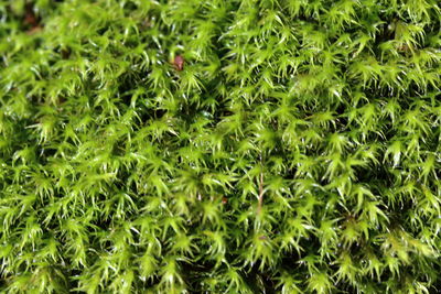 Full frame shot of green leaves