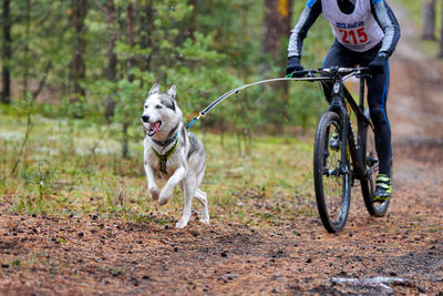 View of dog riding bicycle