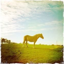 Horses grazing on grassy field