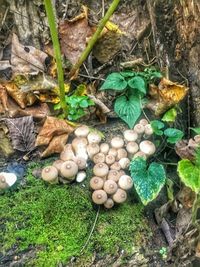 Mushrooms growing on field