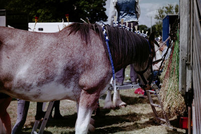 Horses standing on land