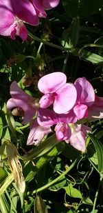Close-up of pink flowering plant