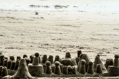 Flock of birds on beach