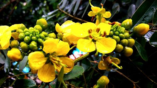 Close-up of yellow flowers growing on plant