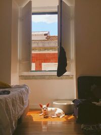 View of a dog sunbathing on window