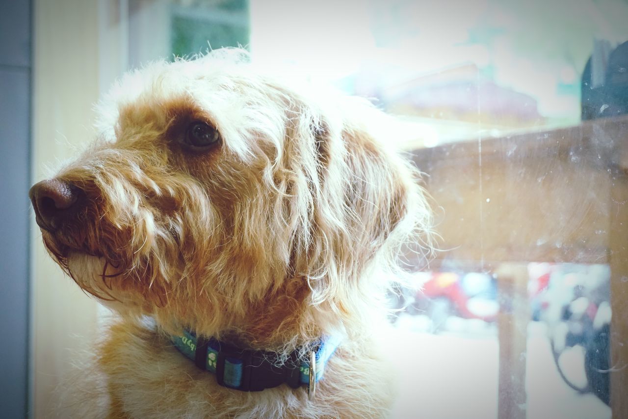 CLOSE-UP OF DOG IN INDOORS