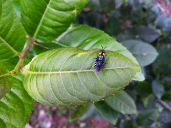 High angle view of insect on leaf