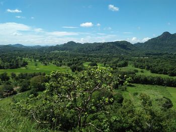 Scenic view of agricultural field against sky