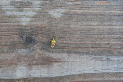 High angle view of plant on wooden table