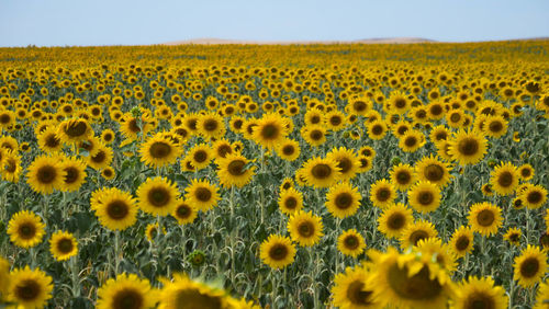 Scenic view of sunflower field