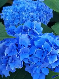 Close-up of blue hydrangea blooming outdoors