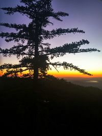 Silhouette trees at sunset