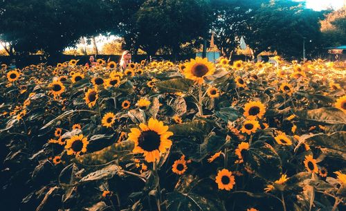 Scenic view of flowering plants on field