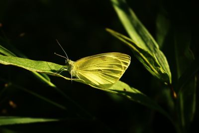 Close-up of insect on plant