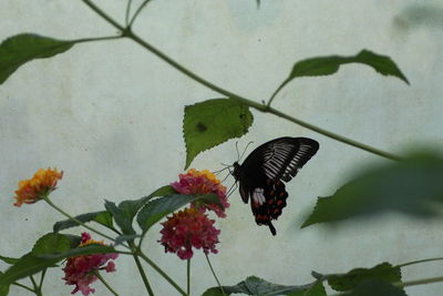 Close-up of butterfly on pink flower