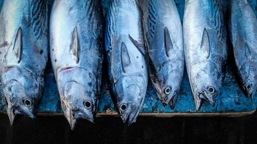 Directly above shot of fresh fishes for sale in market