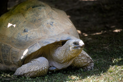 Close-up of turtle on field