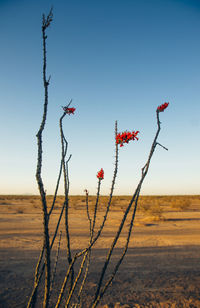 Red flowers on field against clear sky