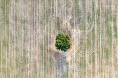 High angle view of trees growing on field