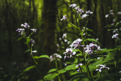 Close-up of purple flowering plant