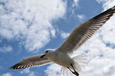 Low angle view of seagull flying