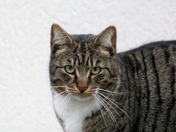 Close-up portrait of a cat