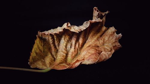 Close-up of leaf over black background