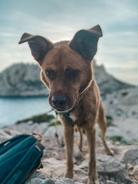 Portrait of dog standing on land