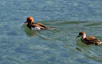 Ducks in a lake