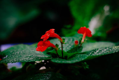 Close-up of red flowering plant