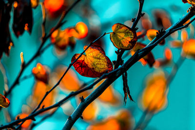 Close-up of fresh tree