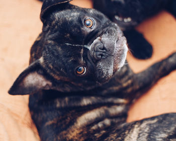 Close-up of puppy relaxing outdoors