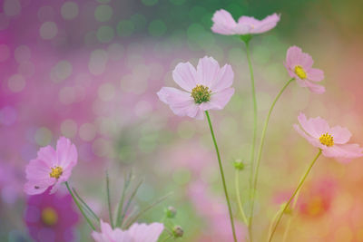 Close-up of pink cosmos flowers