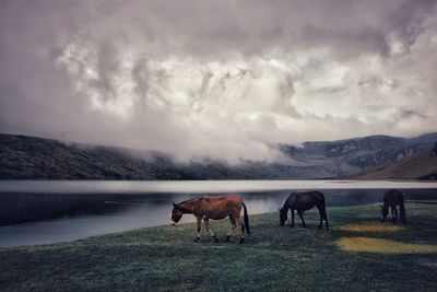 Horses on a landscape