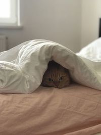 Portrait of cat relaxing under blanket on bed at home