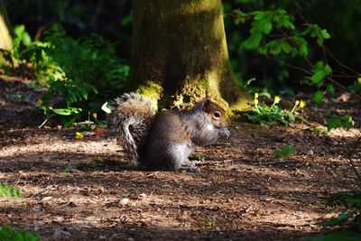 Squirrel on tree in forest