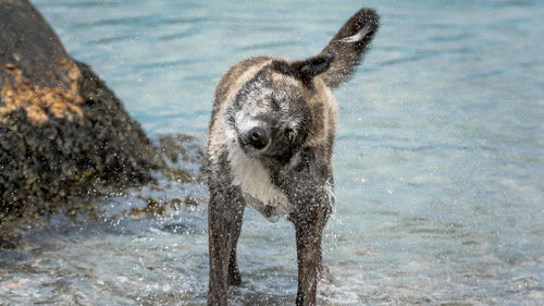 Cat in water