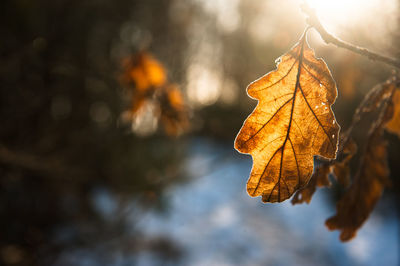 Close-up of dry maple leaf during autumn
