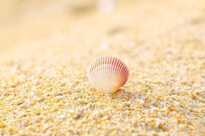 Close-up of seashell on sandy beach