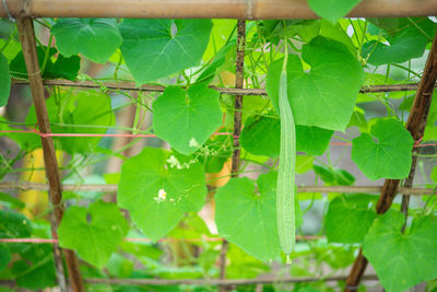 Close-up of green leaves